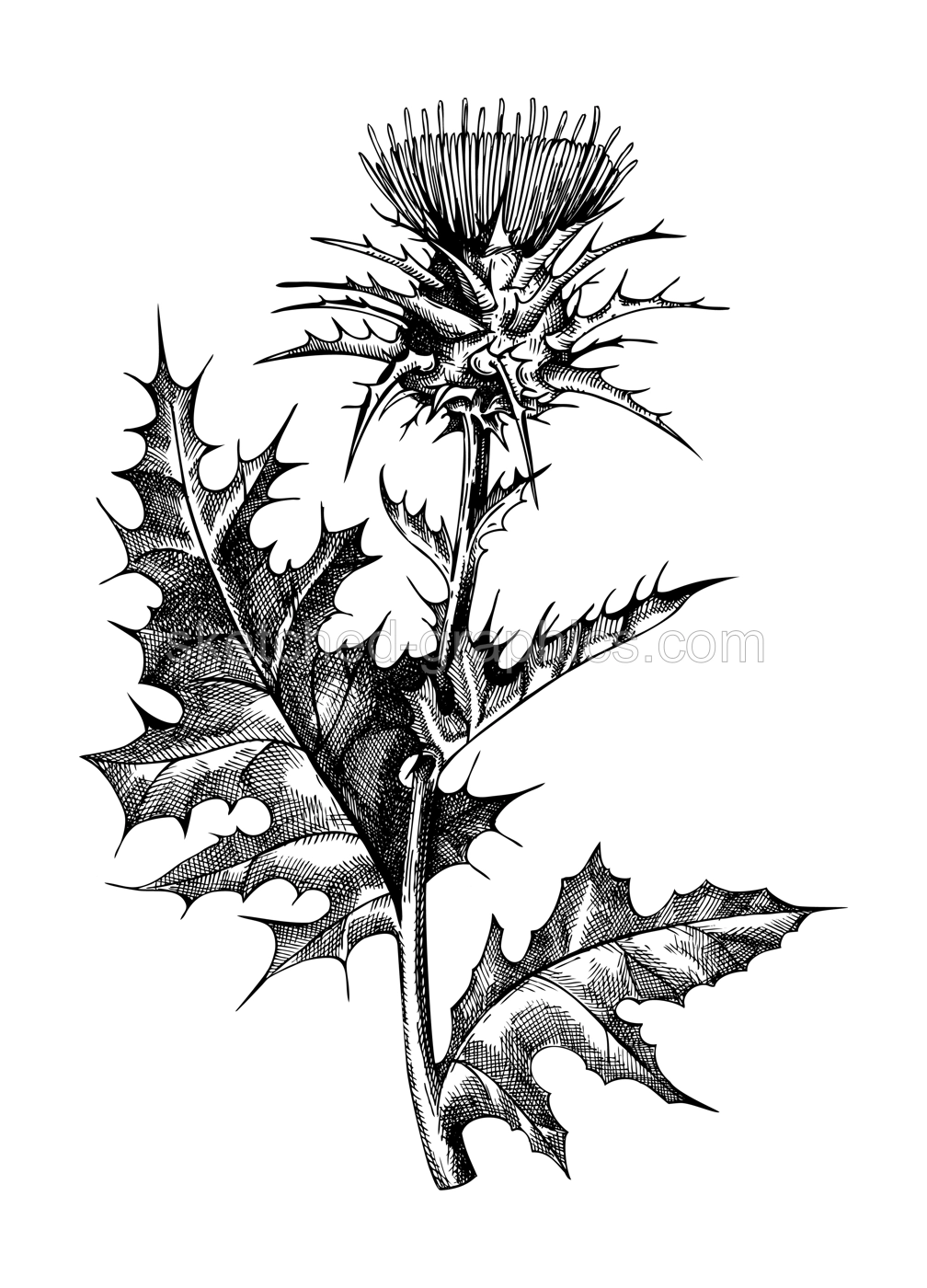 Milk thistle hand-sketched illustration. Traditional medicinal plant in vintage style. Botanical thistle drawing for herbal tea ingredients, cosmetology, and medicine. Illustration